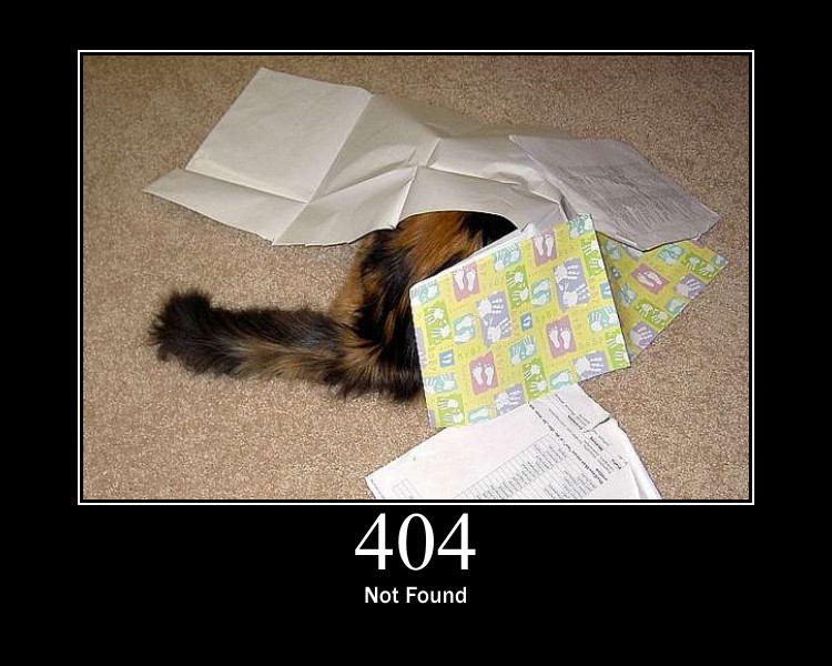 404 kitten